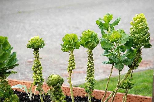 brussel sprouts www.talkoftomatoes.com