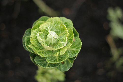 brussel sprouts www.talkoftomatoes.com