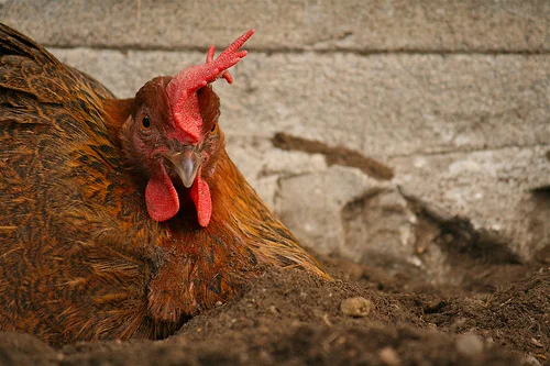 urban chicken