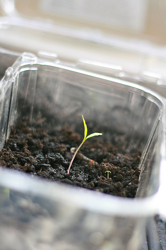 seed start