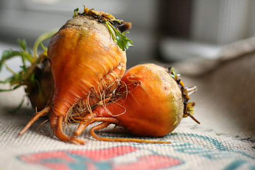 golden beets www.talkoftomatoes.com