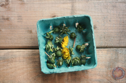 dandelion buds