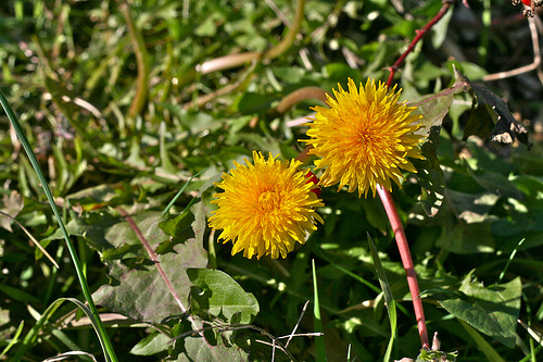 dandelion flowers
