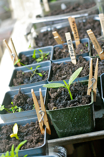 seed starts