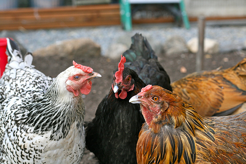 urbanchickens www.talkoftomatoes.com