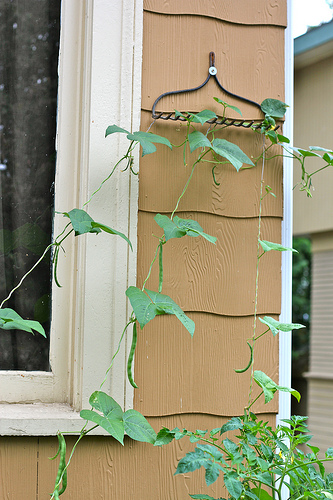 rake head trellis www.talkoftomatoes.com