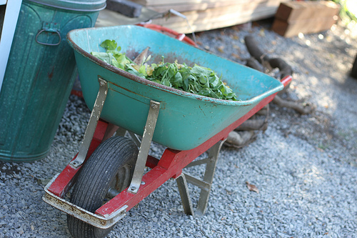 wheelbarrow www.talkoftomatoes.com