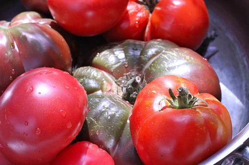 heirloom tomatoes www.talkoftomatoes.com