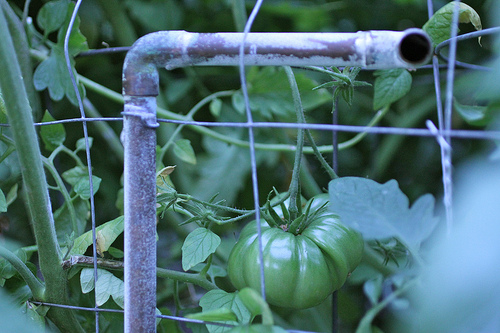 rusty pipe trellis www.talkoftomatoes.com