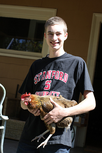 urban chicken www.talkoftomatoes.com