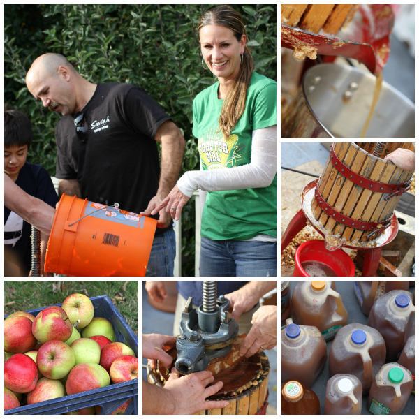 apple cider pressing @talkoftomatoes