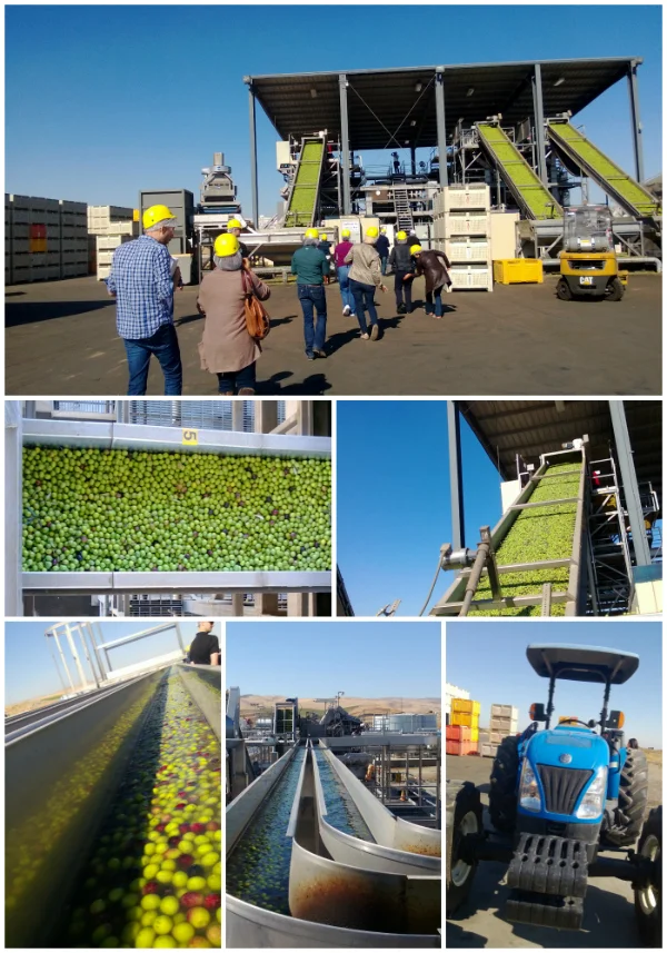 California Ripe Olives Tour