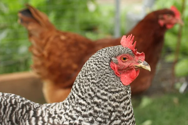 Urban Farming not-so-fun moment: butchering urban hens