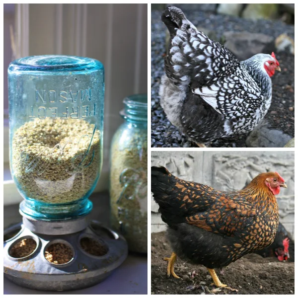my Seattle urban farm March update