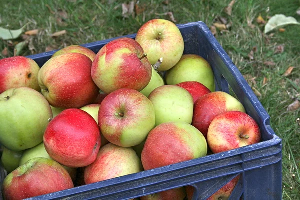 how to make dried apple chips