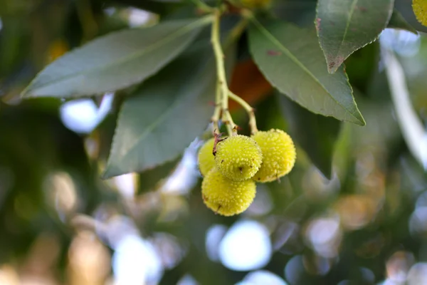 Irish strawberry liqueur recipe