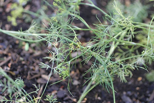 oxbow farm project: salmon with dill buerre blanc
