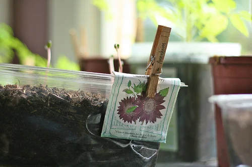 urban farm update: May/June 2012