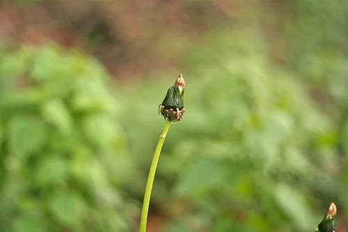 foraging urban weeds: dandelions