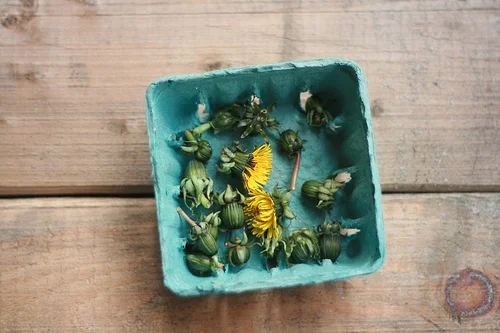 Onion, balsamic and dandelion ravioli