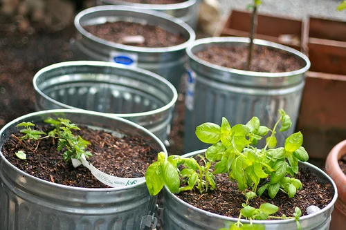urban farm update: April 2012