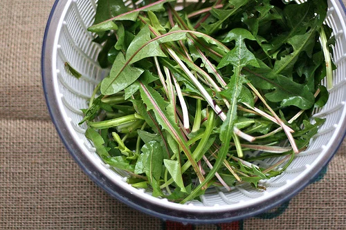 creamed dandelion greens [with sauteed scallops]