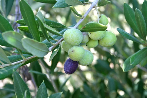 will fly for oil: California Olive Ranch