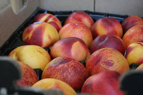 preserving: green tea nectarine jam.