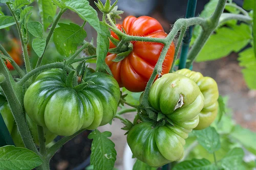 urban farm update: september 2011