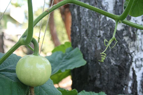 urban farm update: august 2011
