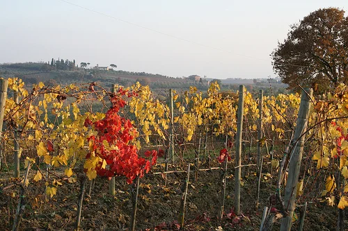 what you should know about Chianti wines and vines...