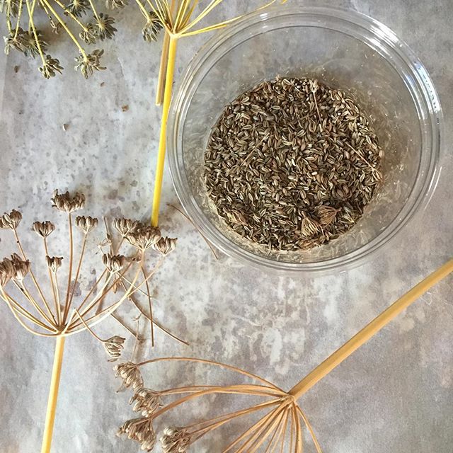 Harvesting #fennelseeds for a year of teas and Italian sausage / pizza / spaghetti sauce #nomnomnom #homesteading #diyfood #gardening #urbanfarming