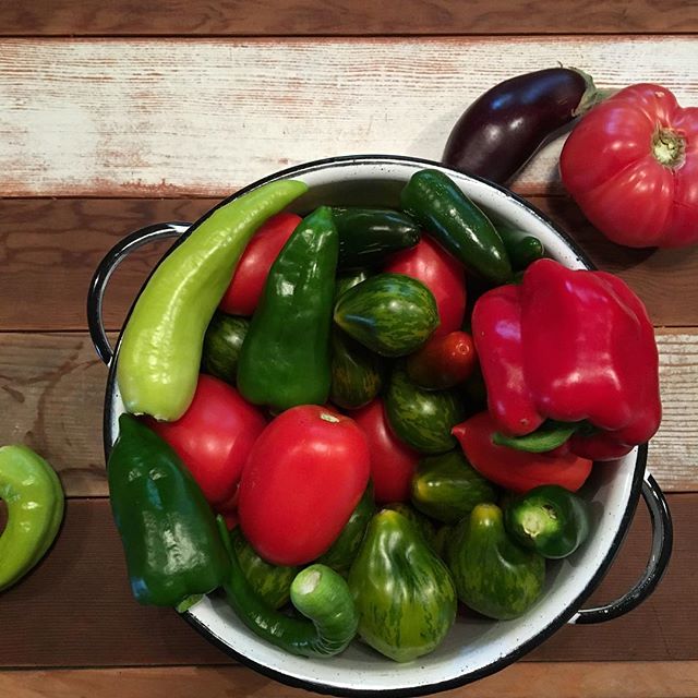 Morning visit to the garden! #Swoon #diyfood #peppers #tomatoes #homesteading #urbanfarming #nightshades #vegetables