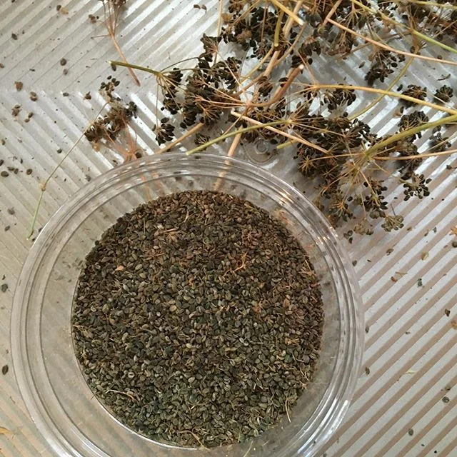 Harvesting parsley seeds from my garden... #seedsaving #seedsavers #seedsave #herbs #gardening