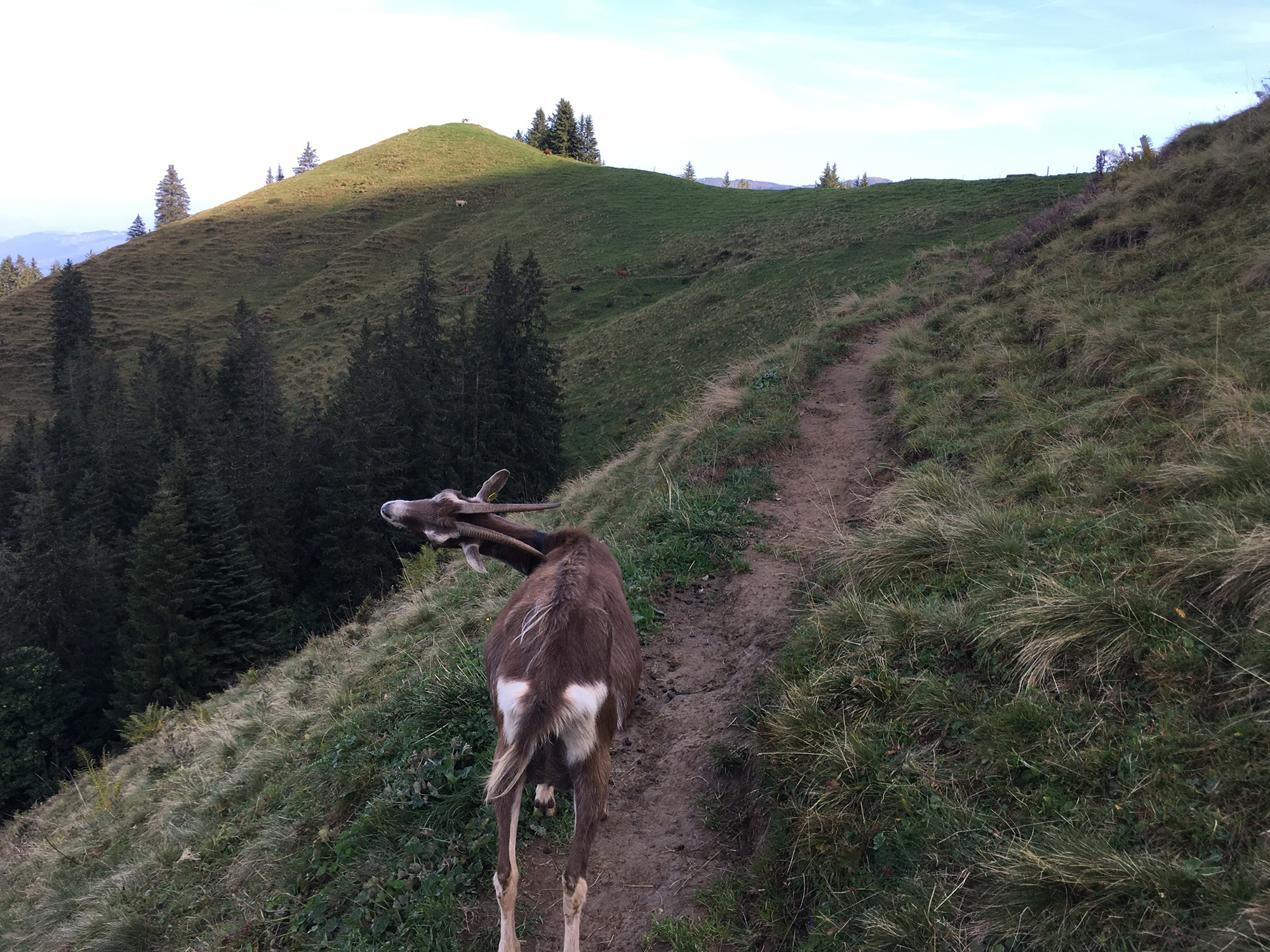 2018-09-16 10-01-18 morgenberghorn_004.jpg
