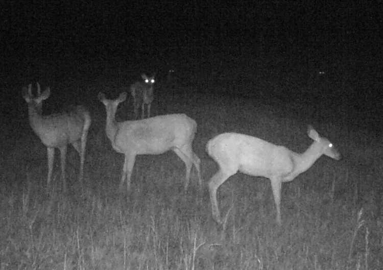 How many deer can you spot?