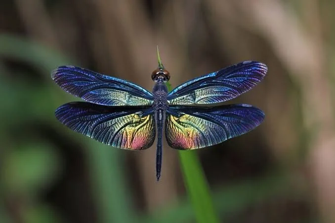 dragonfly banner.jpeg