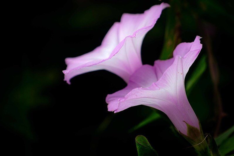 Macro photography helps me to see the beauty in the small and simple. That less is more. The light through these morning glories is radiant! On my website, thoughtful people are reflecting on how we will emerge from 2020 (and 2021?). Jim Branch, auth