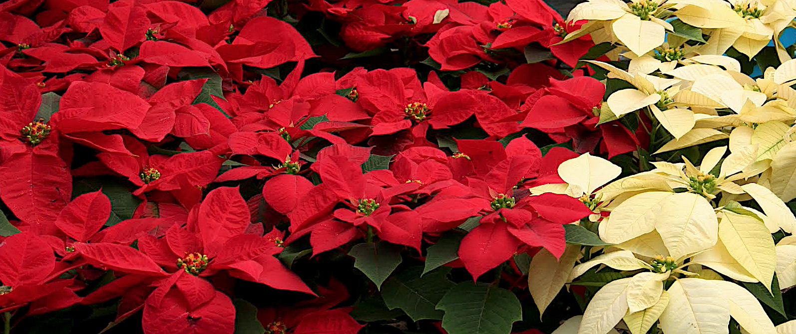Poinsettias — Welsh Congregation of New York City