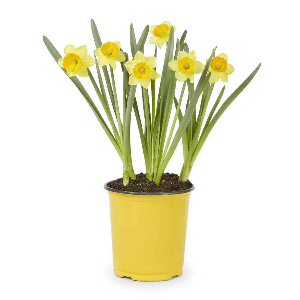 Daffodils.png