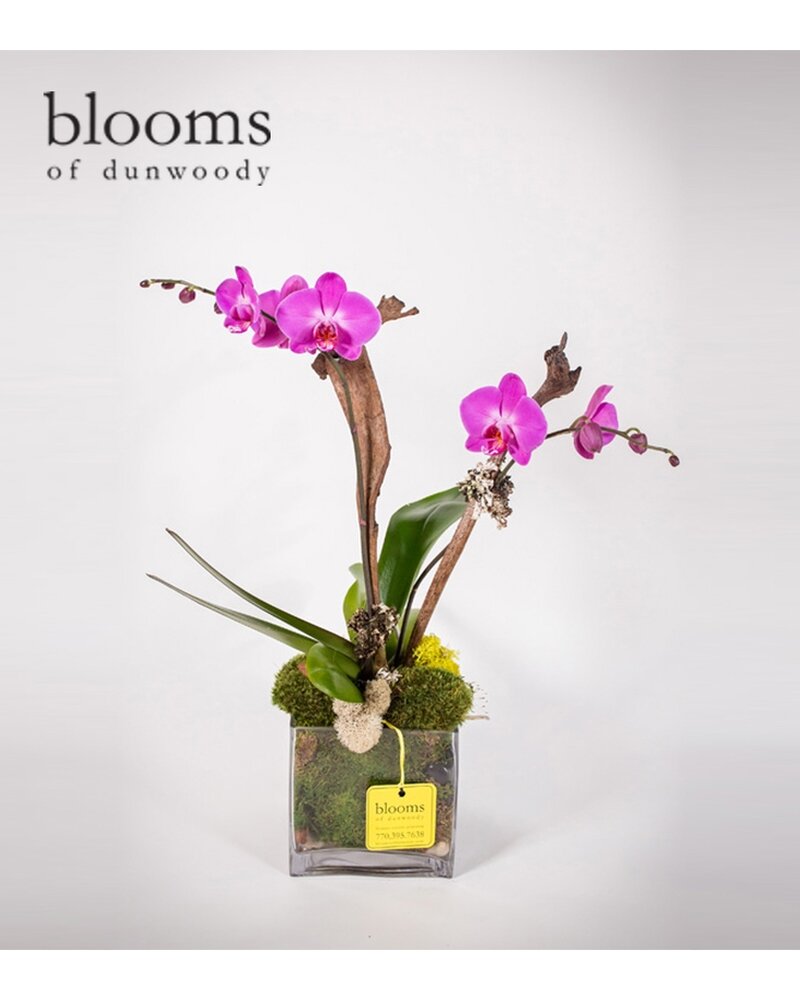 BOD-229 Double Orchid Plant.jpg