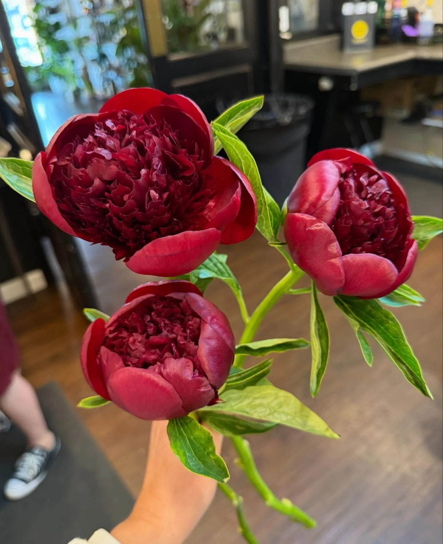 Fall, but make it lush. 🍷
These deep burgundy peonies are pure drama &mdash; rich, velvety, and fleeting in the best way. Just a few stems turn any arrangement into a statement.

#BloomsOfDunwoody #FallFlorals #PeonySeason #FlowerBoutique #BurgundyB