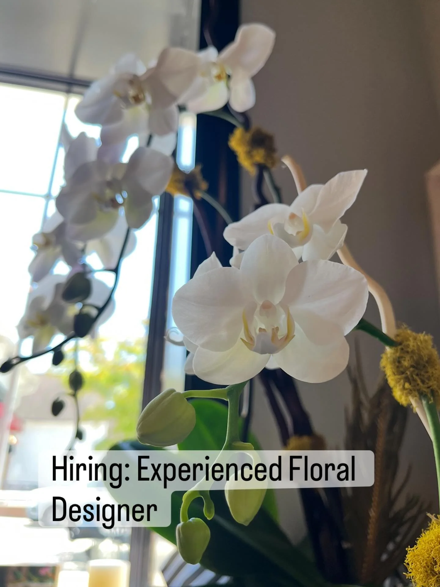 ✨ We&rsquo;re hiring.
Blooms is looking for an experienced floral designer who can build at a boutique level and thrive in our fast, design-led environment.
DM for details or email us.