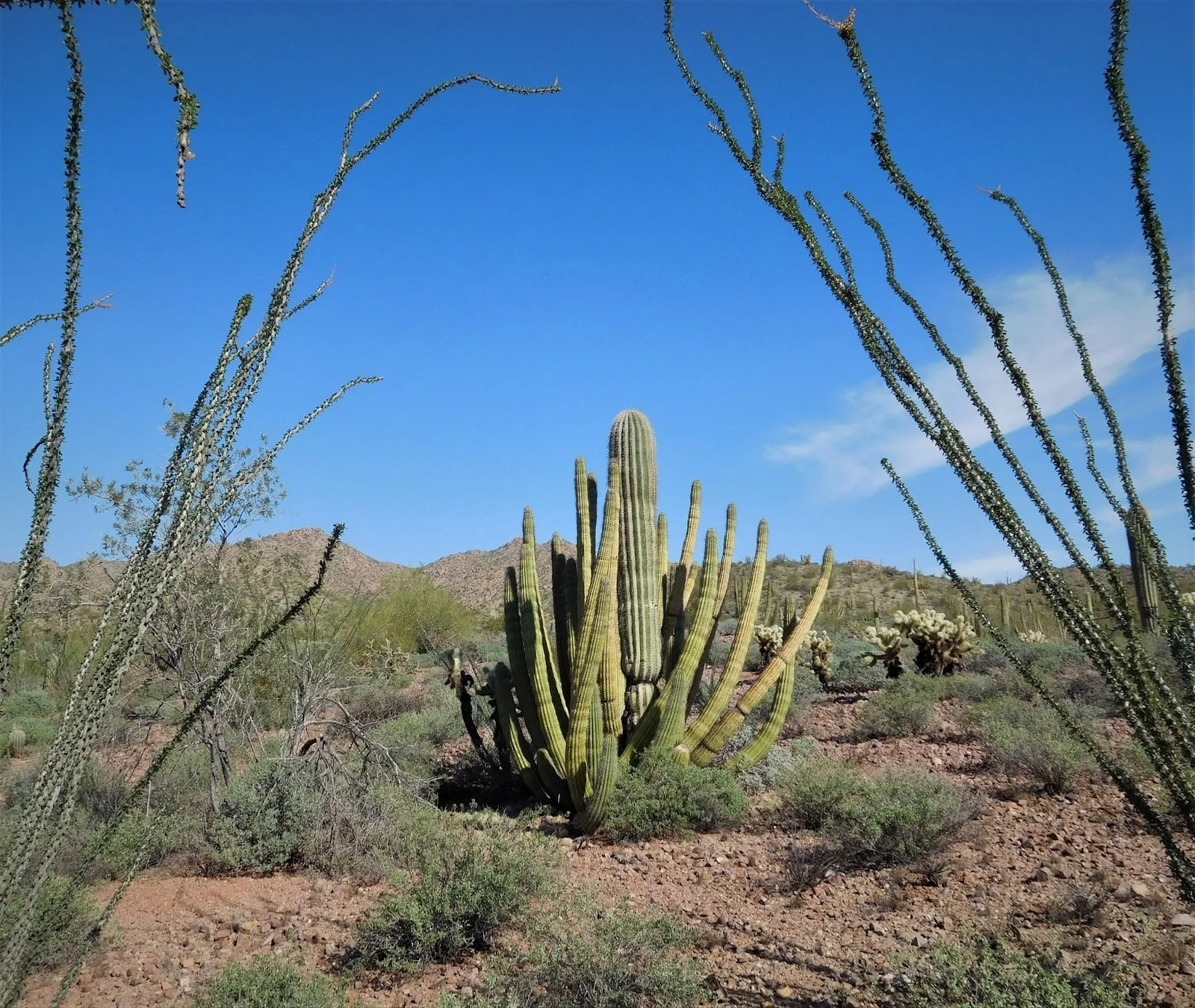 The Sonora Desert.