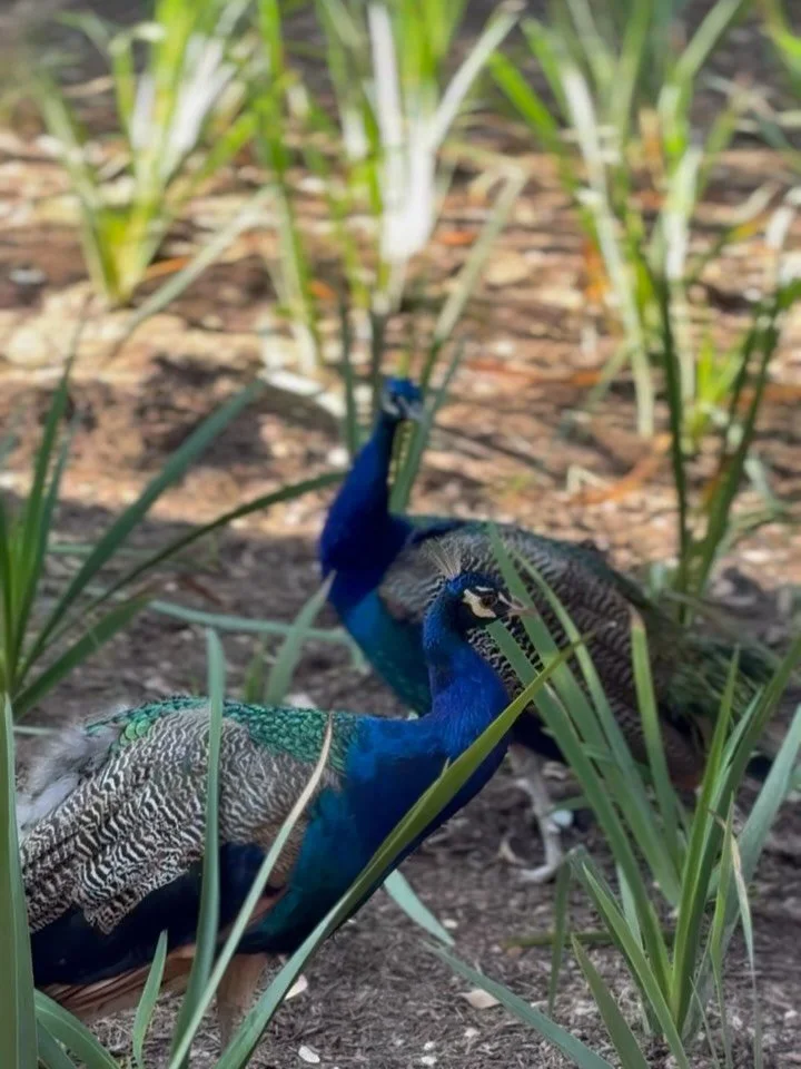 Anyone else been having a tough few weeks? Lots of emotional and physical symptoms have been on the rise and I’m feeling it. As I always say though, when I’m in a challenging place I turn towards beauty, gratitude and love. 
My personali