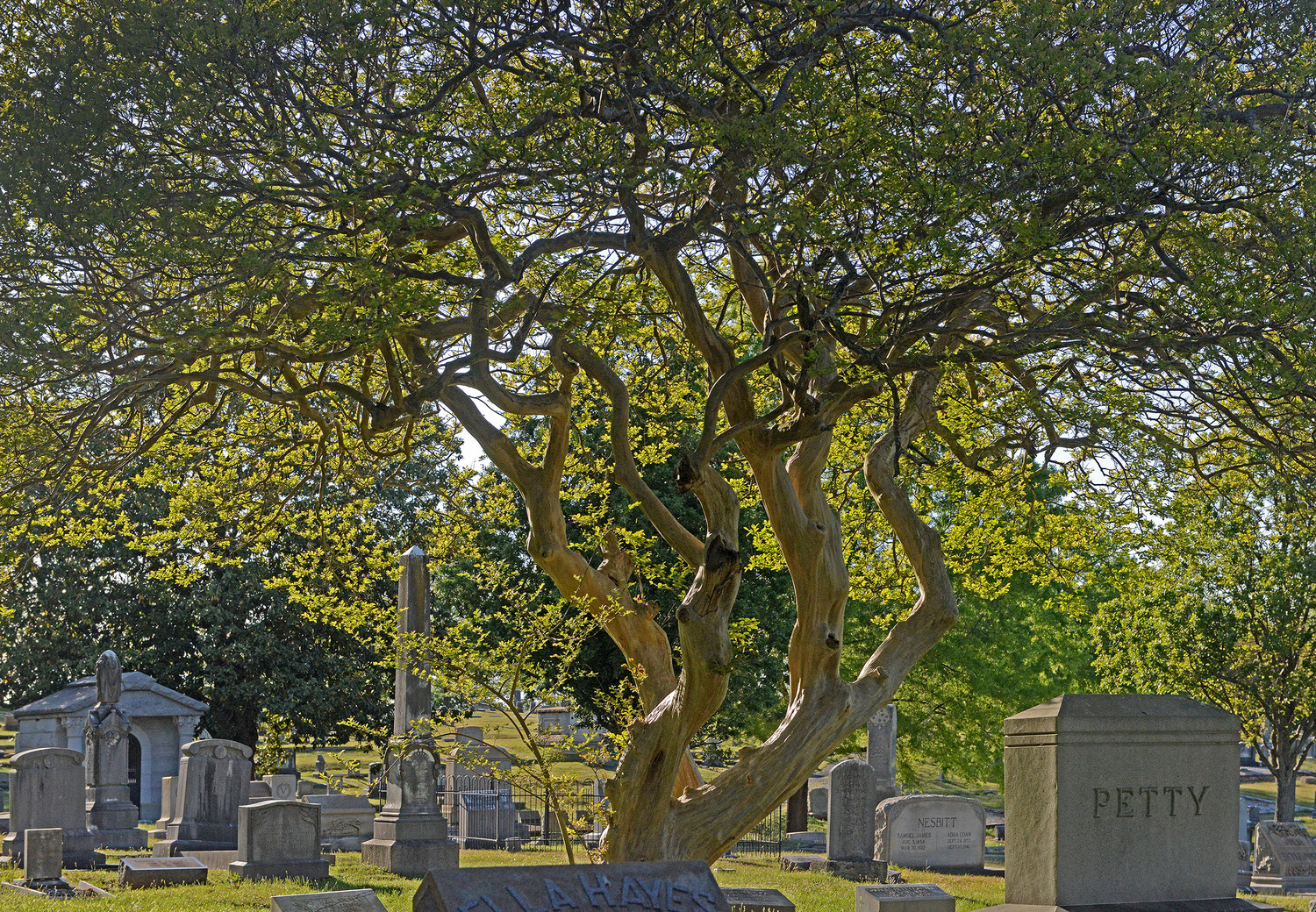 About — Oakwood Cemetery