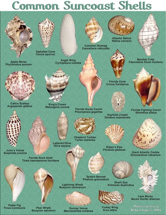Florida Shells Poster.jpg
