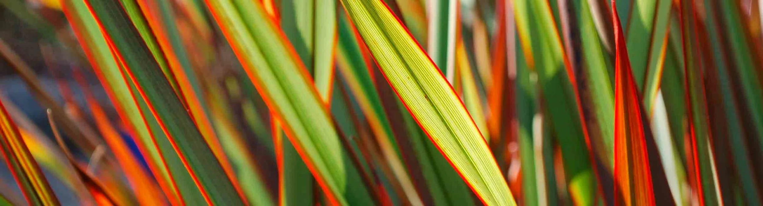 low-res-iStock-harakeke.jpg