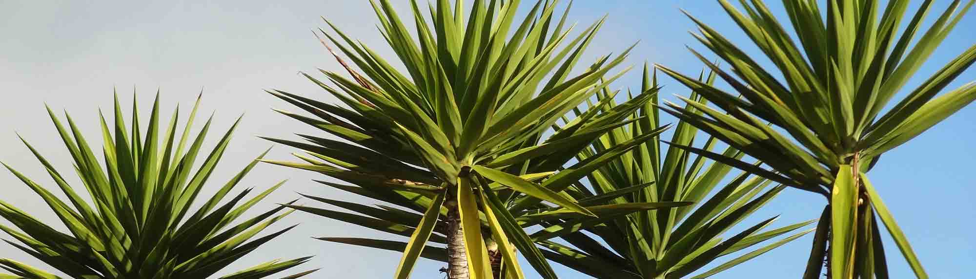low-res-cropped-iStock-484644682-cabbage-trees.jpg
