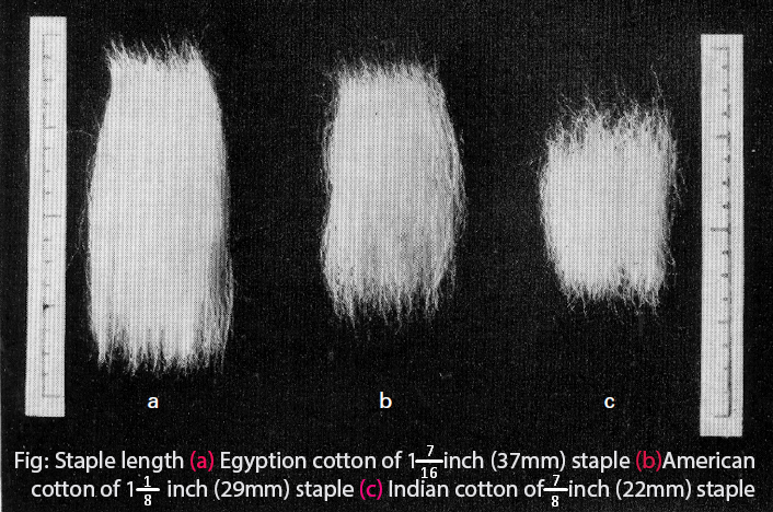 You can learn more about Staple Length at The Textiles Study Center .